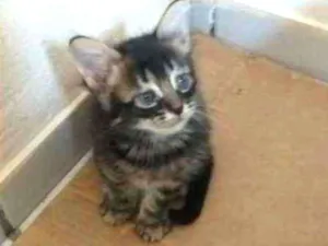 Gato raça Srd idade Abaixo de 2 meses nome Leonardo