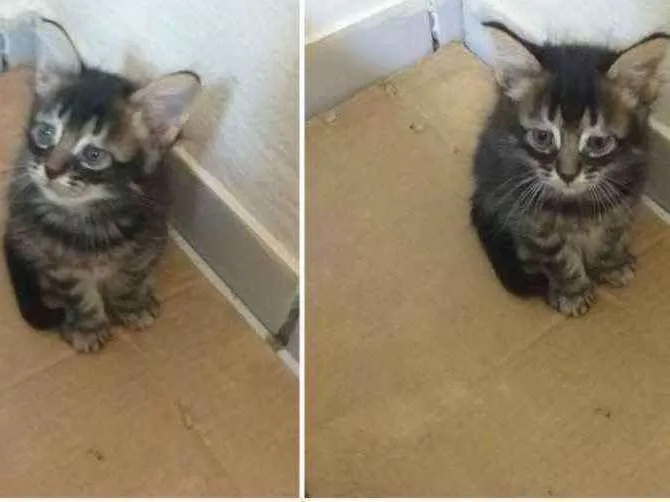Gato raça Srd idade Abaixo de 2 meses nome Leonardo