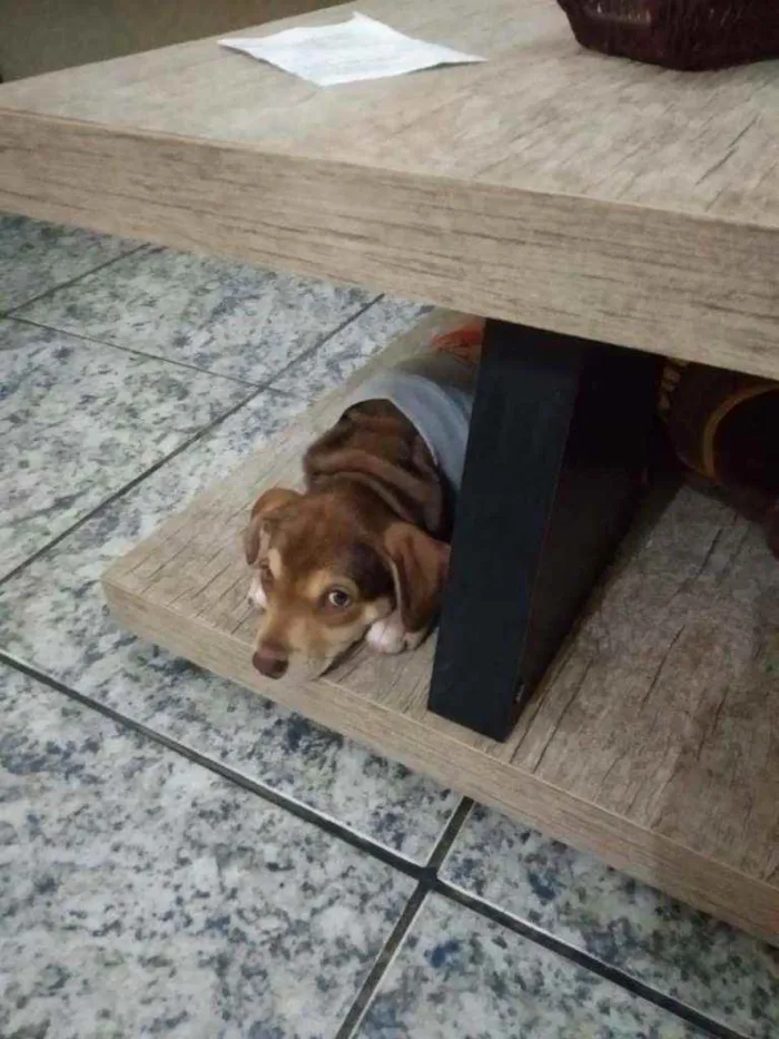 Cachorro ra a Srd idade 2 a 6 meses nome Sem nome