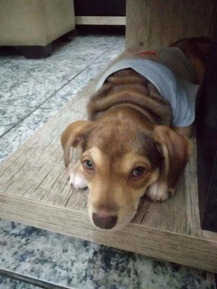 Cachorro ra a Srd idade 2 a 6 meses nome Sem nome