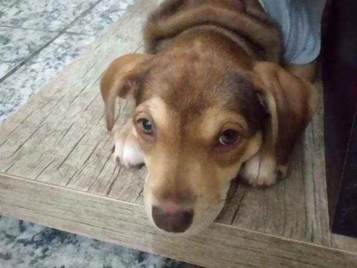 Cachorro ra a Srd idade 2 a 6 meses nome Sem nome