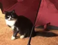 POMPOM e BOB