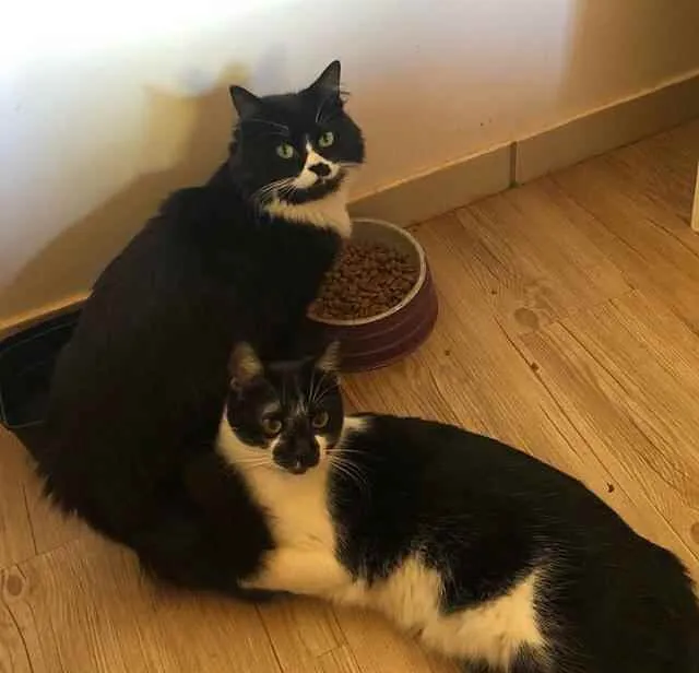 Gato ra a SRD idade 1 ano nome POMPOM e BOB