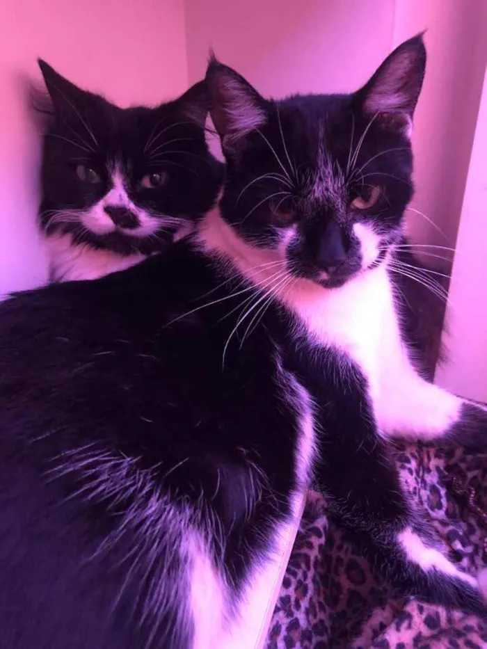Gato ra a SRD idade 1 ano nome POMPOM e BOB