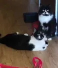 POMPOM e BOB