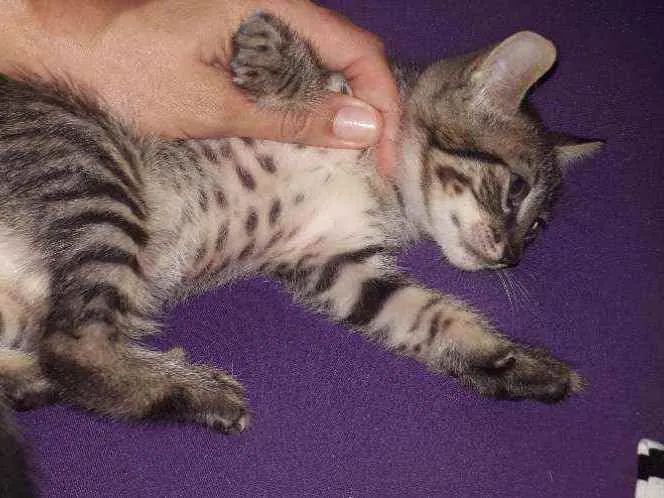 Gato raça Vira lata  idade  nome Pequeno 
