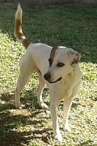 Cachorro ra a Mestiço  idade 1 ano nome Pakum 