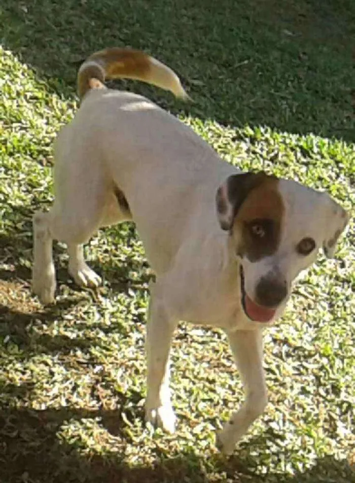 Cachorro ra a Mestiço  idade 1 ano nome Pakum 