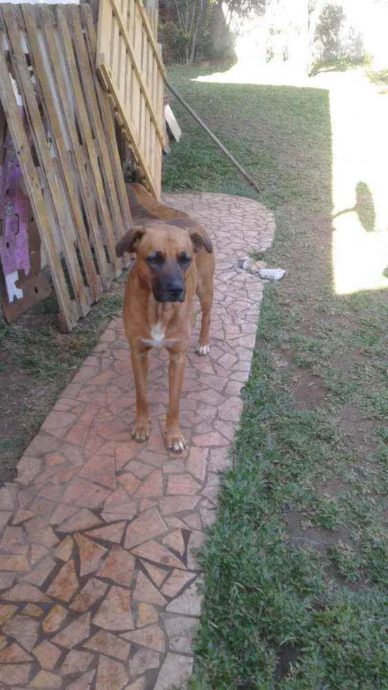 Cachorro ra a Mestiço  idade 1 ano nome Pedrinho 