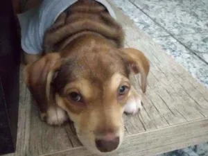 Cachorro raça Srd idade 2 a 6 meses nome Sem nome
