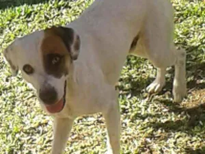 Cachorro raça Mestiço  idade 1 ano nome Pakum 