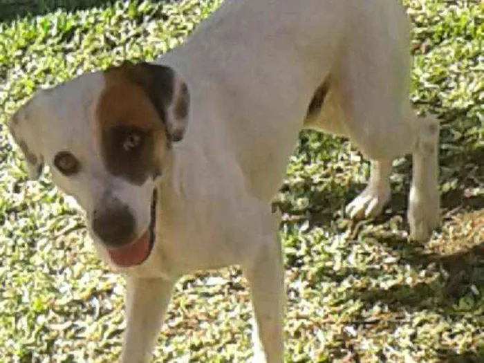 Cachorro ra a Mestiço  idade 1 ano nome Pakum 