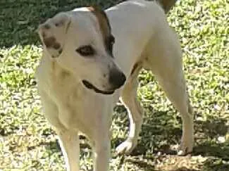 Cachorro ra a Mestiço  idade 1 ano nome Pakum 