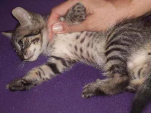 Gato raça Vira lata  idade  nome Pequeno 
