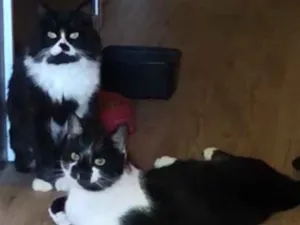 Gato raça SRD idade 1 ano nome POMPOM e BOB