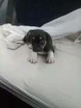 Bob