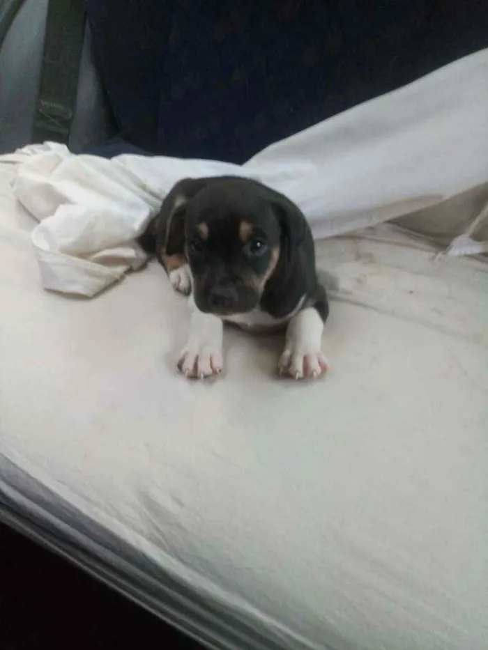 Cachorro ra a SRD idade 2 a 6 meses nome Bob