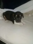 Bob