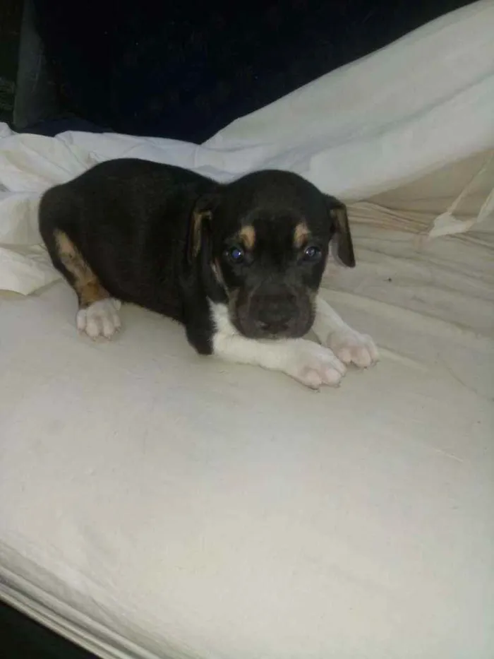 Cachorro ra a SRD idade 2 a 6 meses nome Bob