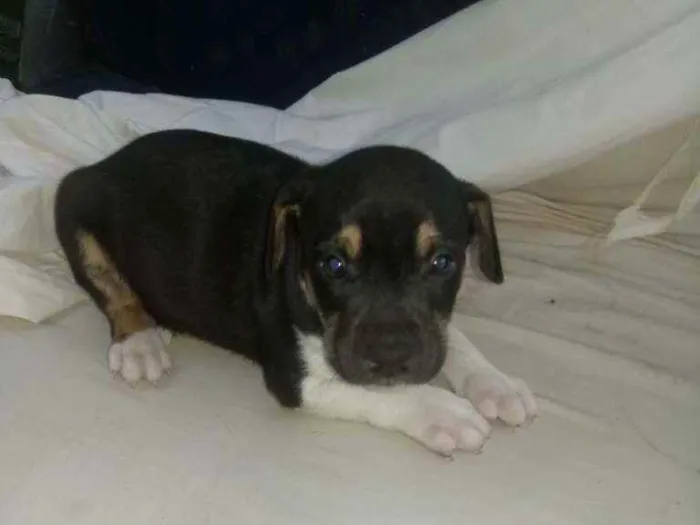 Cachorro ra a SRD idade 2 a 6 meses nome Bob
