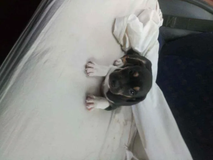 Cachorro ra a SRD idade 2 a 6 meses nome Bob
