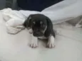 Bob