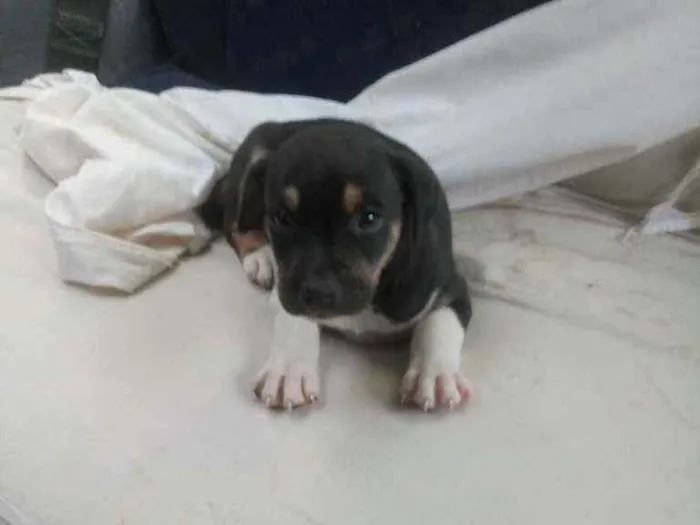 Cachorro ra a SRD idade 2 a 6 meses nome Bob