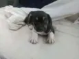 Bob