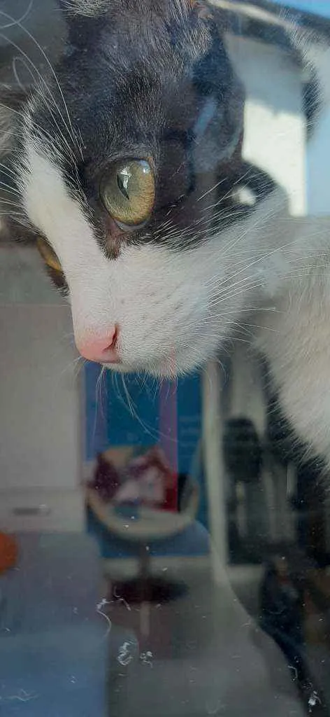Gato ra a Nao tem idade 2 a 6 meses nome Frajola