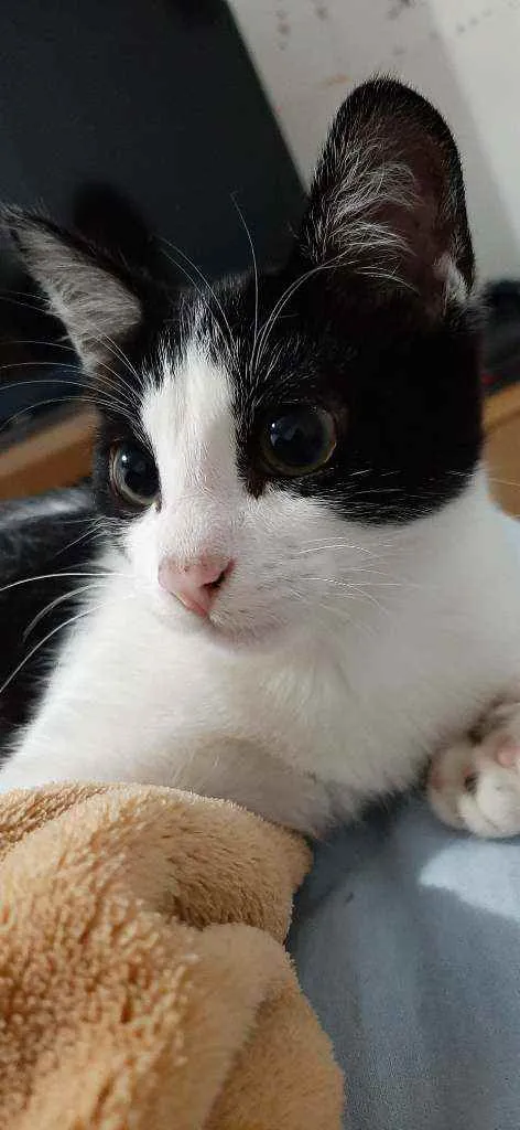 Gato ra a Nao tem idade 2 a 6 meses nome Frajola