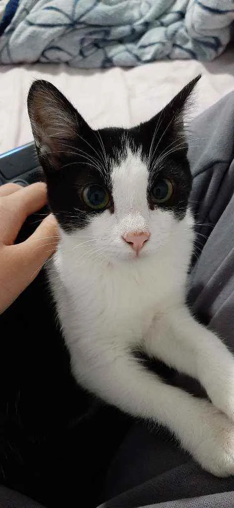 Gato ra a Nao tem idade 2 a 6 meses nome Frajola