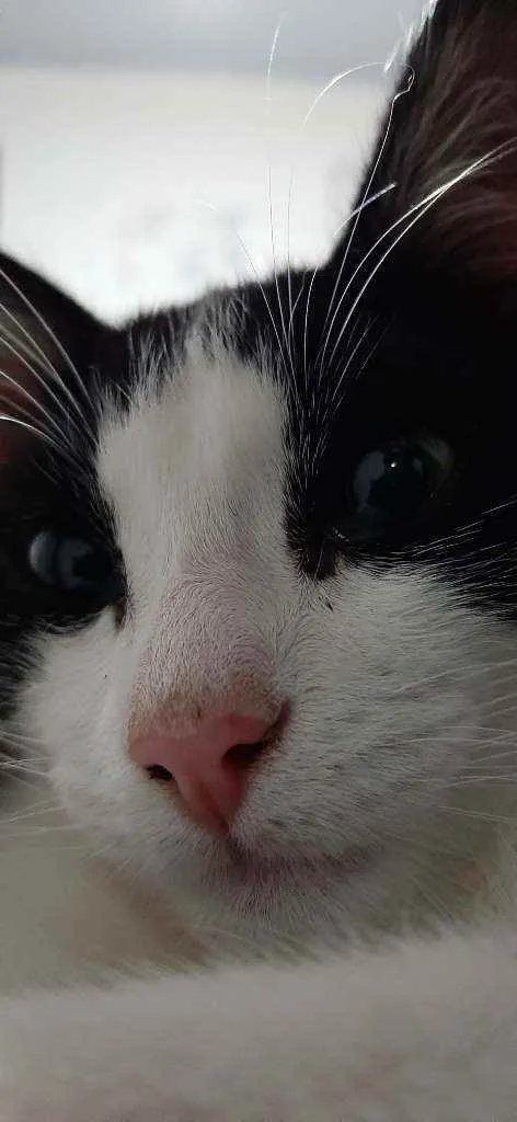 Gato ra a Nao tem idade 2 a 6 meses nome Frajola