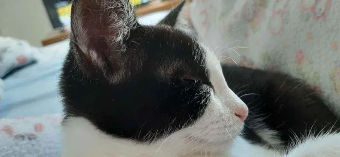 Gato ra a Nao tem idade 2 a 6 meses nome Frajola