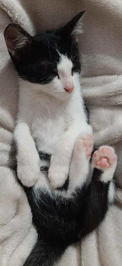 Gato ra a Nao tem idade 2 a 6 meses nome Frajola