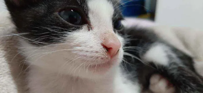 Gato ra a Nao tem idade 2 a 6 meses nome Frajola