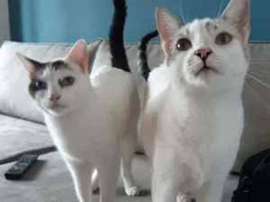 Gato raça SRD idade 5 anos nome Ted e Clara 