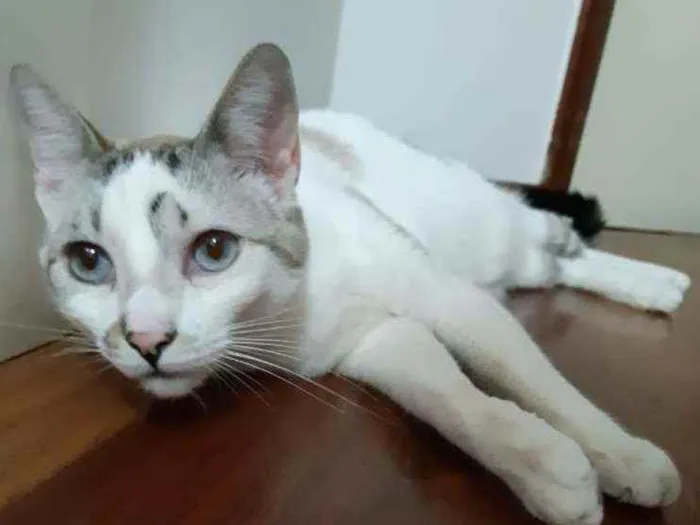 Gato raça SRD idade 5 anos nome Ted e Clara 