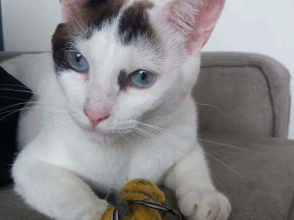 Gato raça SRD idade 5 anos nome Ted e Clara 