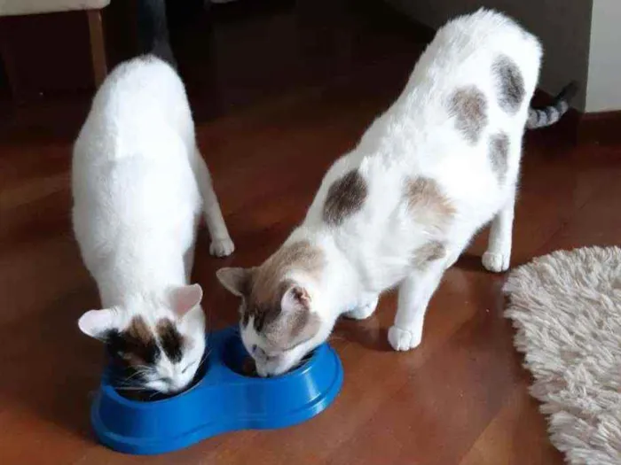 Gato raça SRD idade 5 anos nome Ted e Clara 