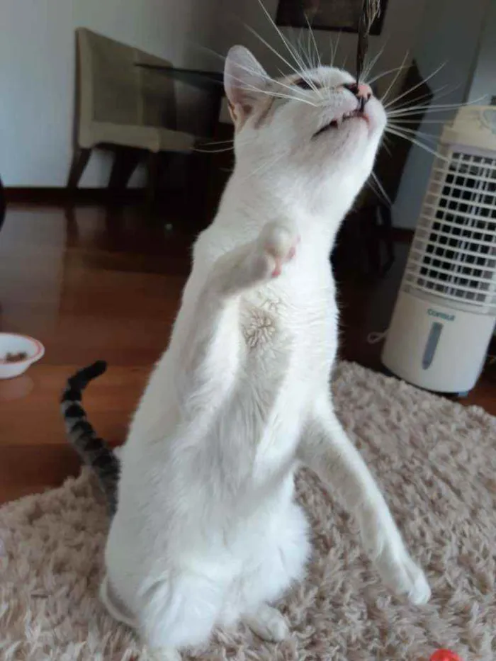 Gato raça SRD idade 5 anos nome Ted e Clara 