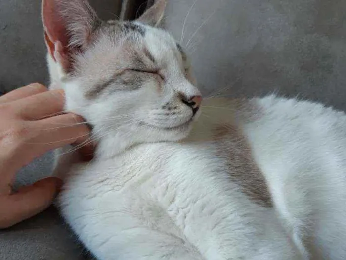 Gato raça SRD idade 5 anos nome Ted e Clara 