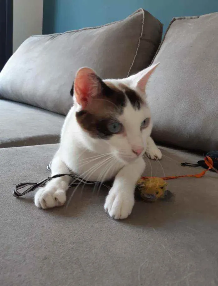 Gato raça SRD idade 5 anos nome Ted e Clara 