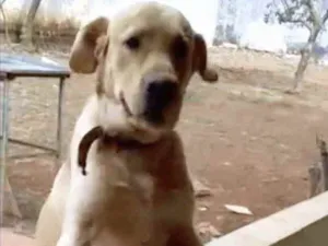 Cachorro raça Mestiço de labrador  idade 1 ano nome Marley 