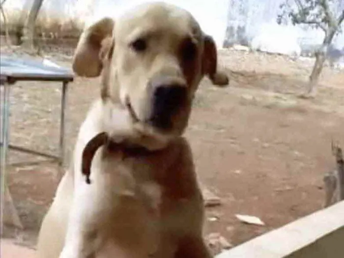 Cachorro ra a Mestiço de labrador  idade 1 ano nome Marley 