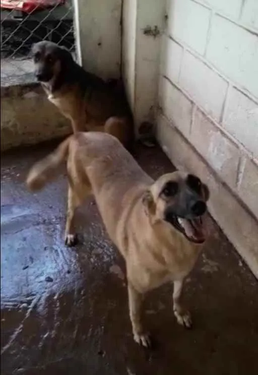 Cachorro ra a Pastor Malinois idade 3 anos nome Cheetara e filhote