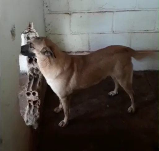 Cachorro ra a Pastor Malinois idade 3 anos nome Cheetara e filhote