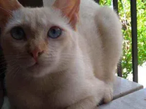 Gato raça  idade 1 ano nome Malhado 