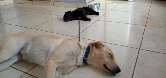 Cachorro ra a Labrador hetriver idade 1 ano nome Bêlla