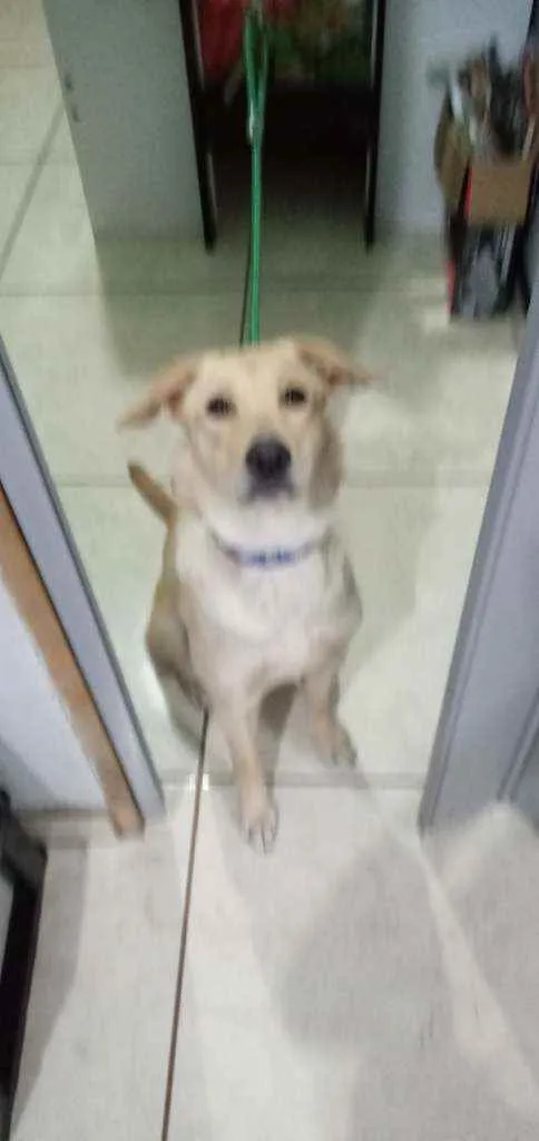 Cachorro ra a Labrador hetriver idade 1 ano nome Bêlla