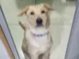 Bêlla